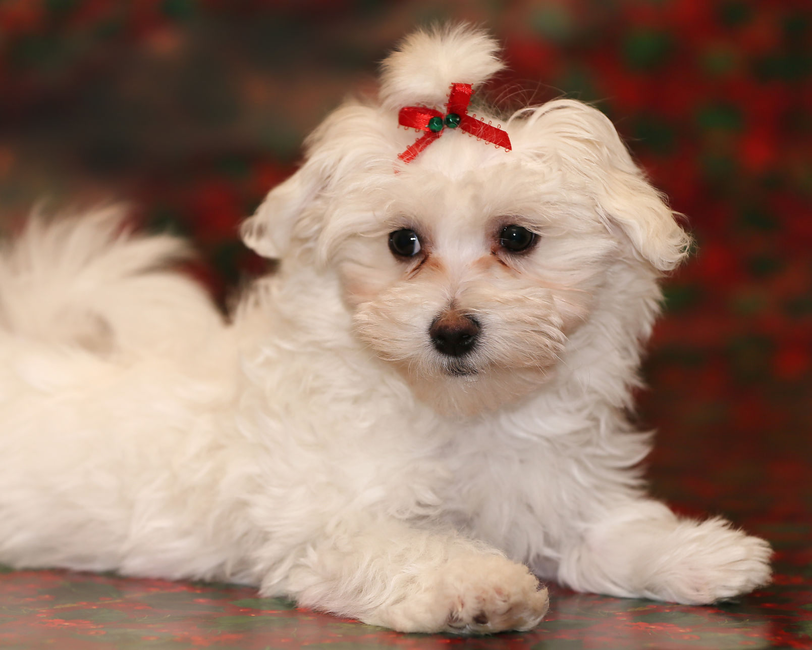 Aspen, the 2016 Little Yellow Dog